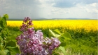 Весна в Болгарии - больше, чем весна!)