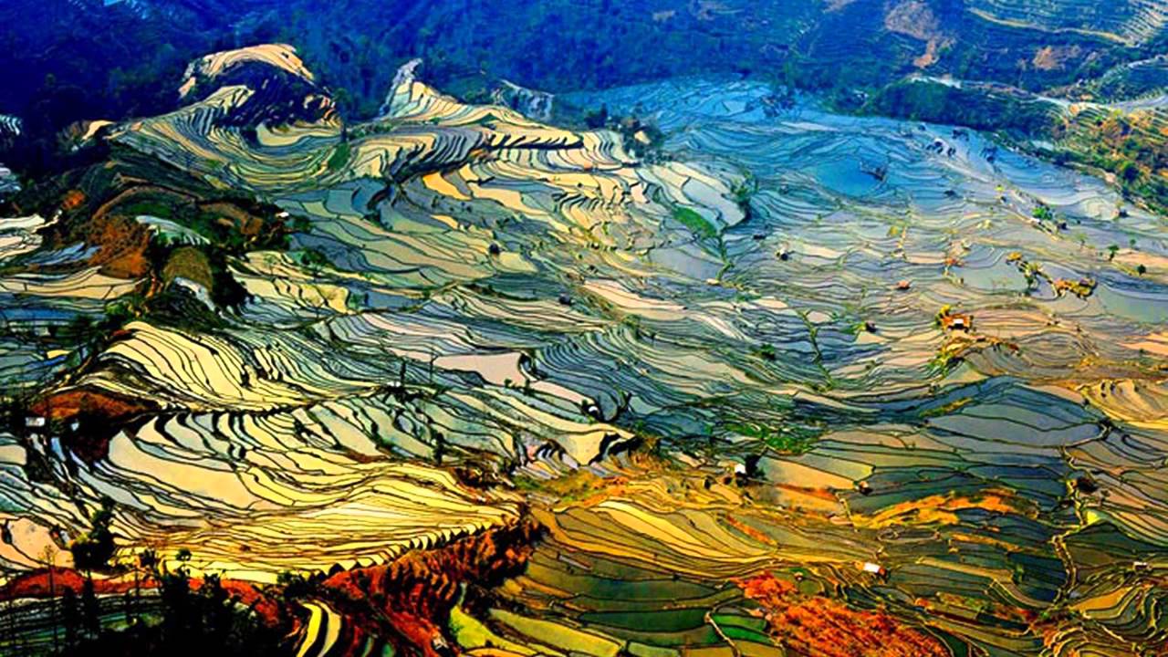 Рисовые Поля В Китае Фото