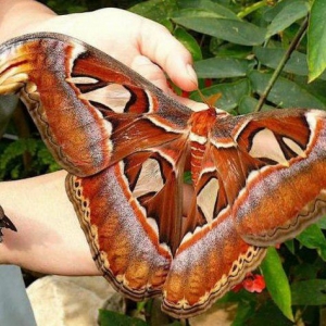 В Бургасе появилась на свет самая крупная в мире бабочка