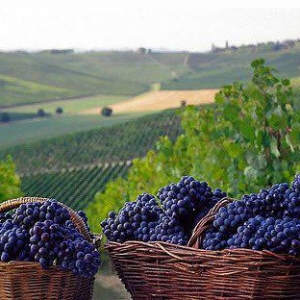 В Болгарии будет произведено лучшее за последние тридцать лет вино