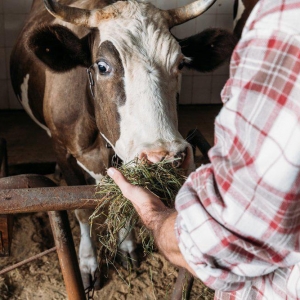 В Болгарии усыпят корову за незаконное пересечение границы Евросоюза
