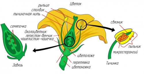 flower_diagram_ru.svg_.jpg
