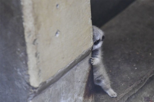 cute-newborn-meerkat-japan-1-5d5a9d2f314de__700.jpg