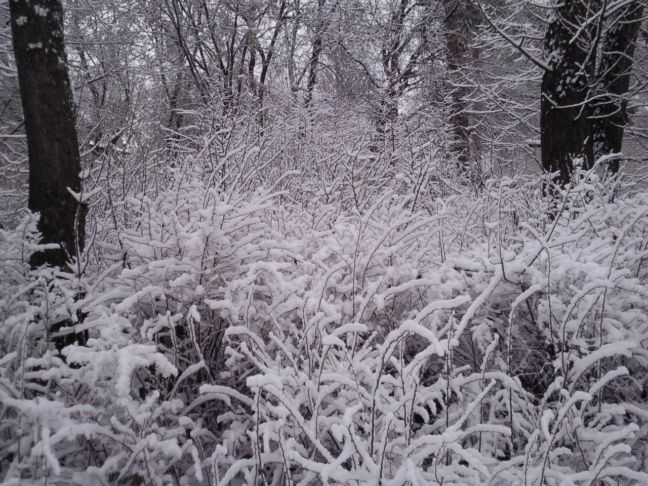 Снежный лес 2
